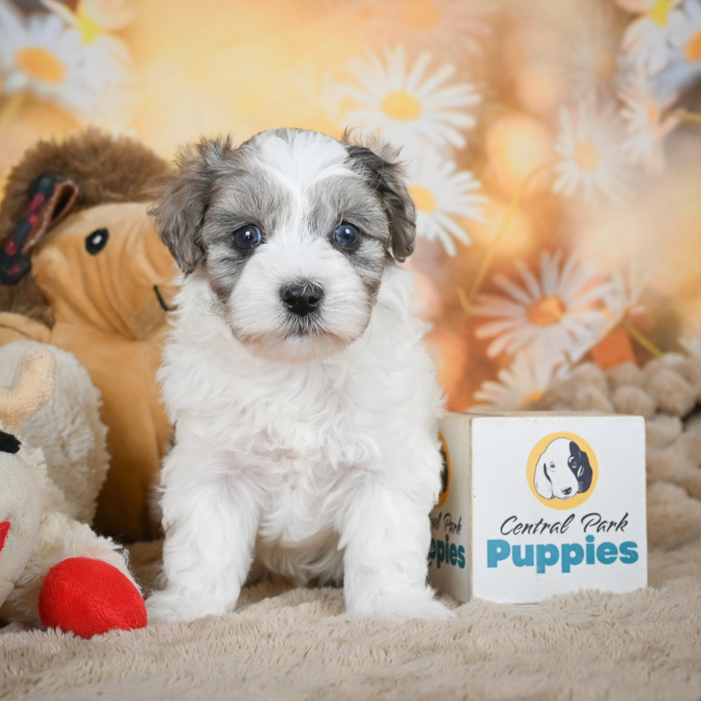 F1 Maltipoo Puppy for Sale in NYC
