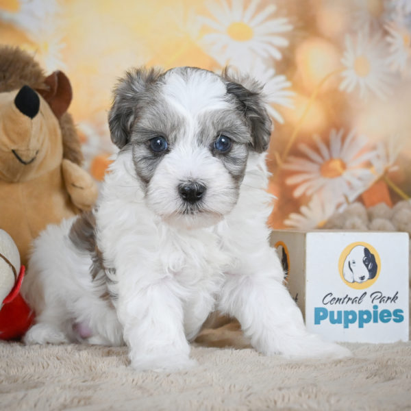 F1 Maltipoo Puppy for Sale
