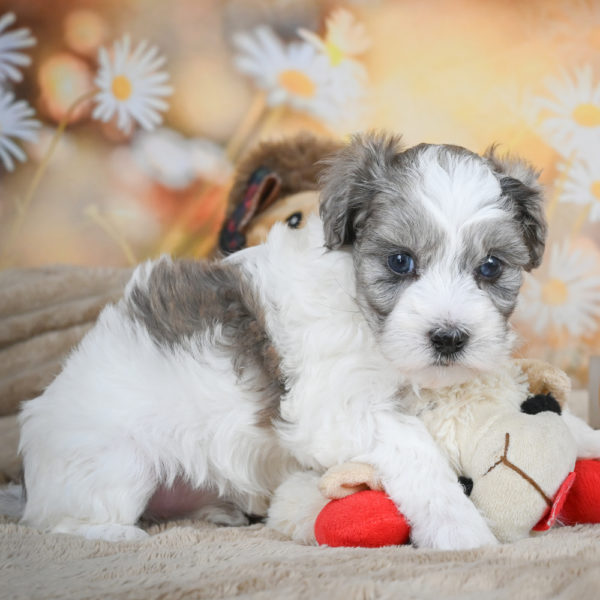 F1 Maltipoo Puppy for Sale