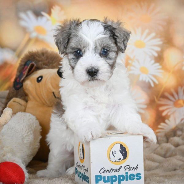 F1 Maltipoo Puppy for Sale