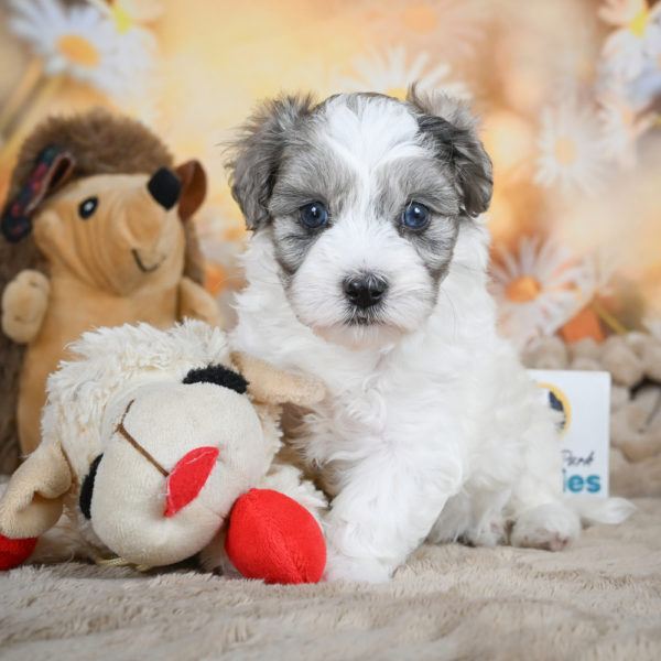 F1 Maltipoo Puppy for Sale