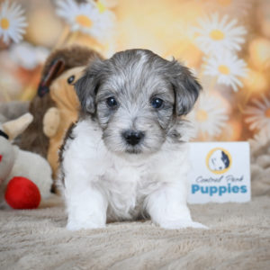 F1 Maltipoo Puppy for Sale
