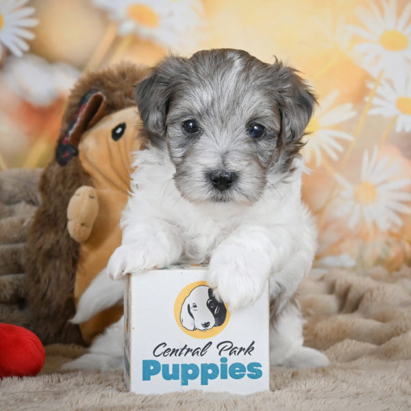 F1 Maltipoo Puppy for Sale