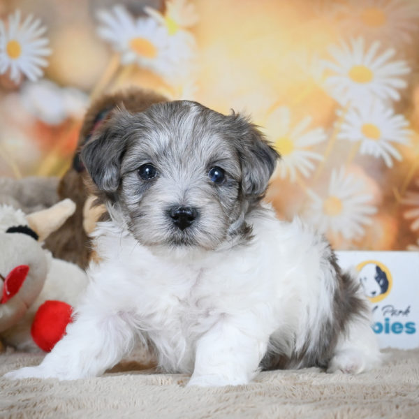 F1 Maltipoo Puppy for Sale