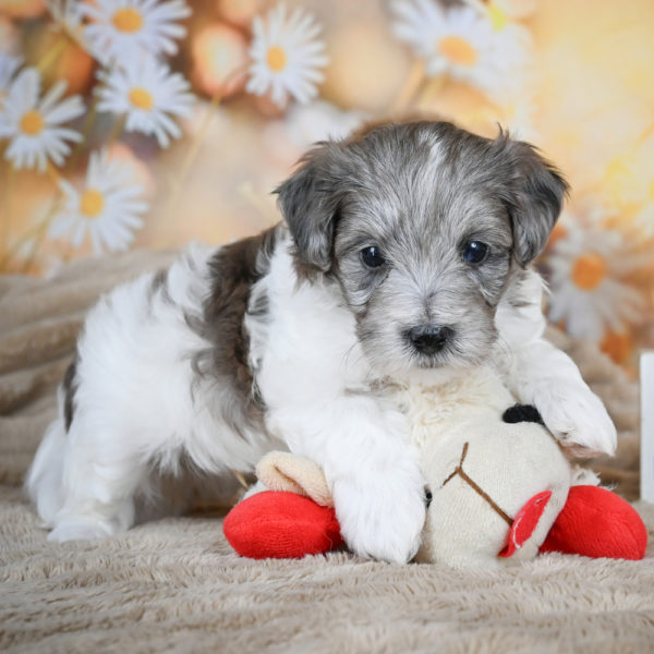 F1 Maltipoo Puppy for Sale