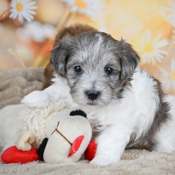 F1 Maltipoo Puppy for Sale