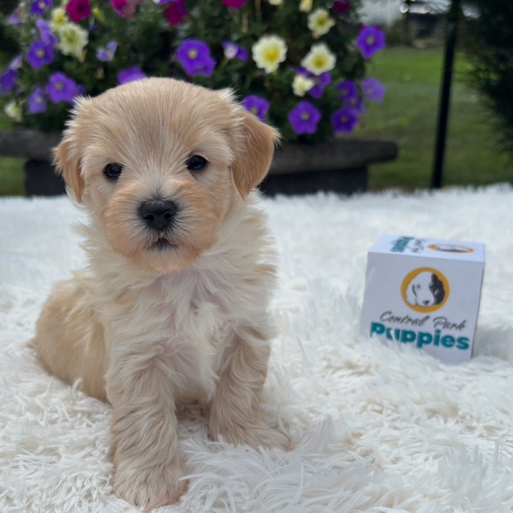 F1 Maltipoo Puppy for Sale in NYC