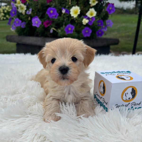 F1 Maltipoo Puppy for Sale