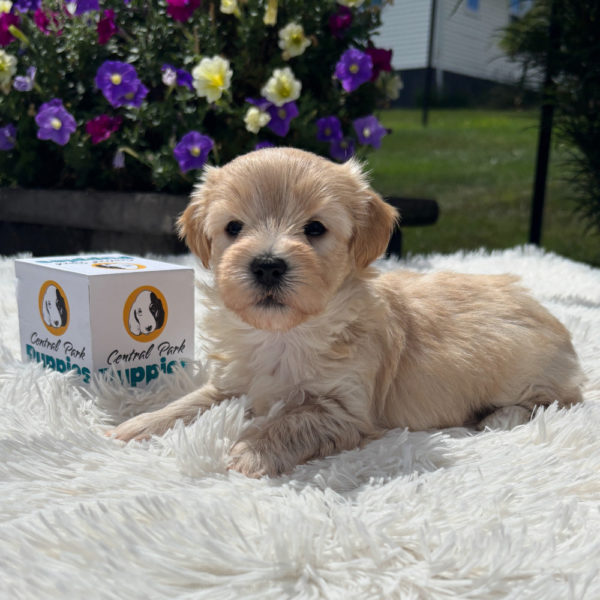 F1 Maltipoo Puppy for Sale