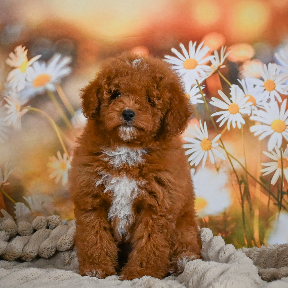 Toy Poodle Puppy for Sale in NYC