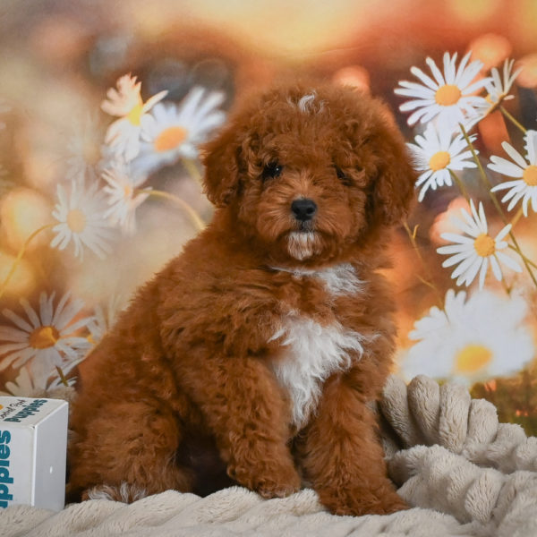 Toy Poodle Puppy for Sale