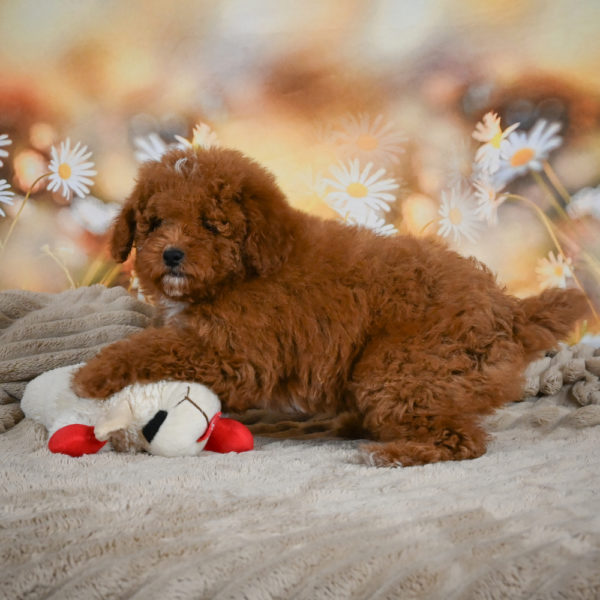 Toy Poodle Puppy for Sale