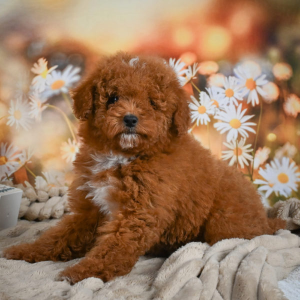 Toy Poodle Puppy for Sale
