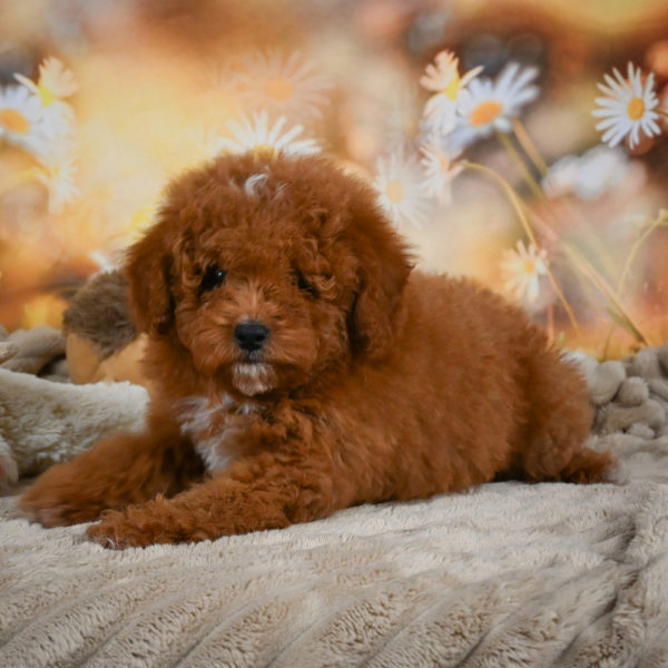 Toy Poodle Puppy for Sale