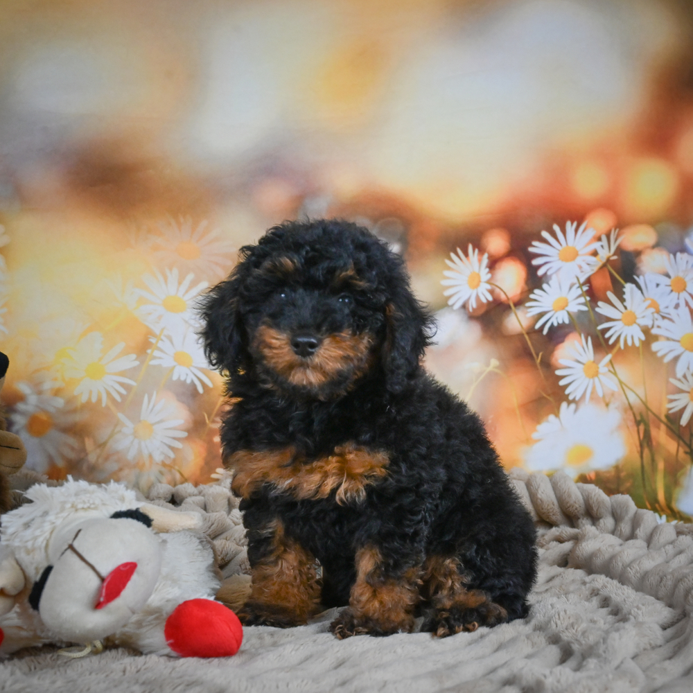 Toy Poodle Puppy for Sale in NYC