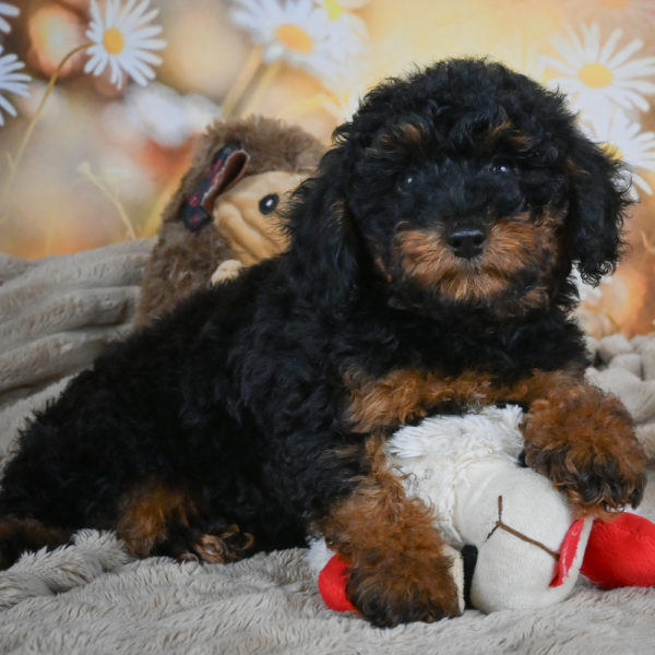 Toy Poodle Puppy for Sale