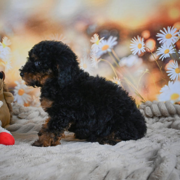 Toy Poodle Puppy for Sale