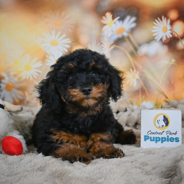 Toy Poodle Puppy for Sale