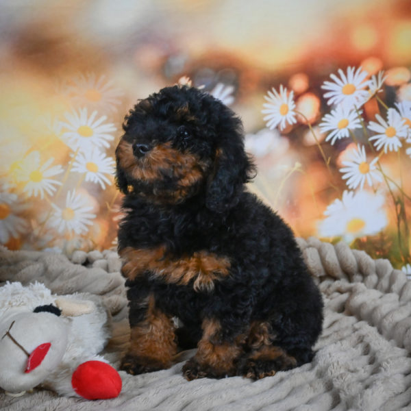 Toy Poodle Puppy for Sale