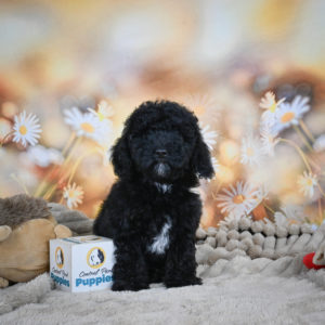 Toy Poodle Puppy for Sale