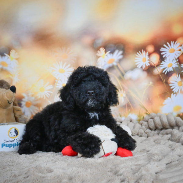 Toy Poodle Puppy for Sale