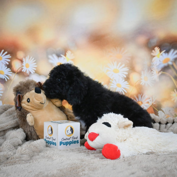 Toy Poodle Puppy for Sale