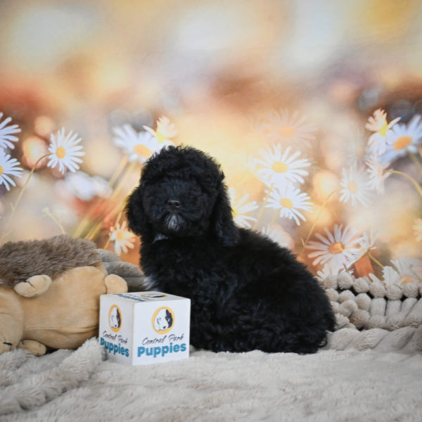 Toy Poodle Puppy for Sale
