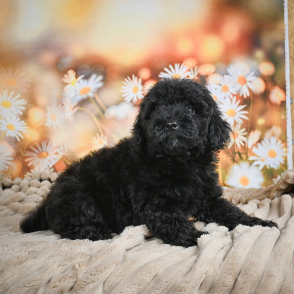 Toy Poodle Puppy for Sale