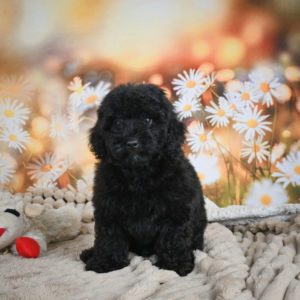 Toy Poodle Puppy for Sale
