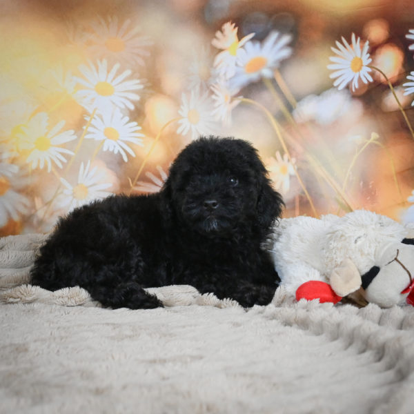 Toy Poodle Puppy for Sale