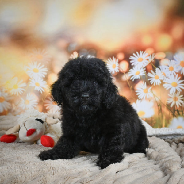 Toy Poodle Puppy for Sale