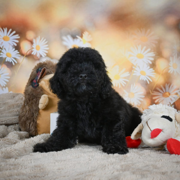 Toy Poodle Puppy for Sale
