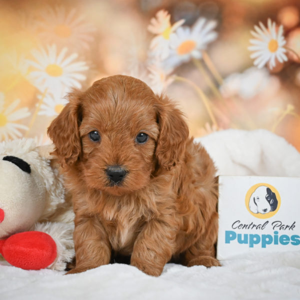 F1b Cavapoo Puppy for Sale