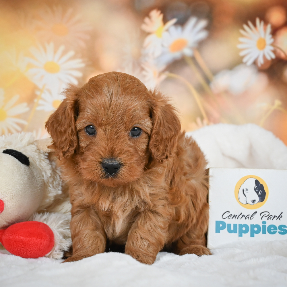 F1b Cavapoo Puppy for Sale in NYC