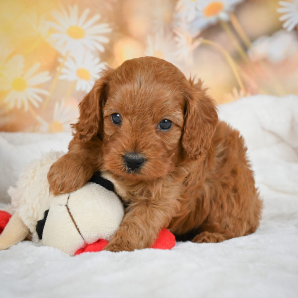 F1b Cavapoo Puppy for Sale