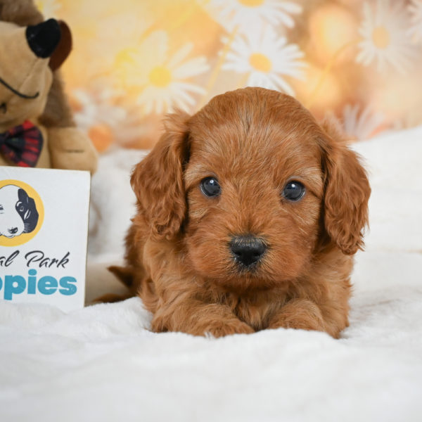 F1b Cavapoo Puppy for Sale