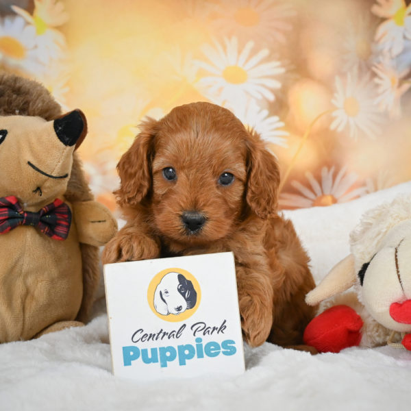 F1b Cavapoo Puppy for Sale