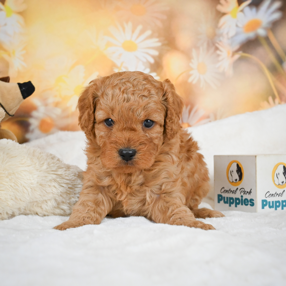 F1b Cavapoo Puppy for Sale in NYC