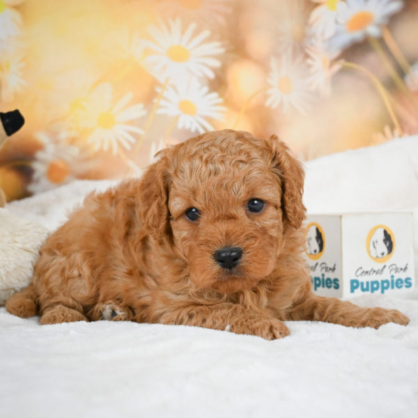 F1b Cavapoo Puppy for Sale