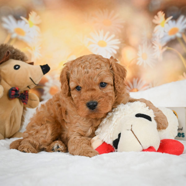 F1b Cavapoo Puppy for Sale