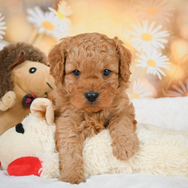 F1b Cavapoo Puppy for Sale