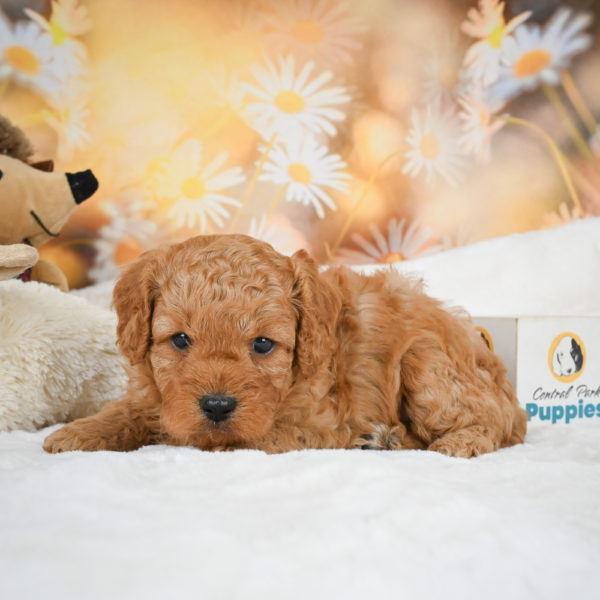 F1b Cavapoo Puppy for Sale