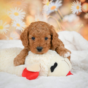 F1b Cavapoo Puppy for Sale