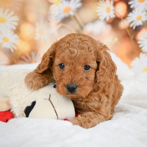 F1b Cavapoo Puppy for Sale