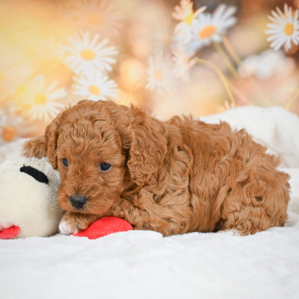 F1b Cavapoo Puppy for Sale