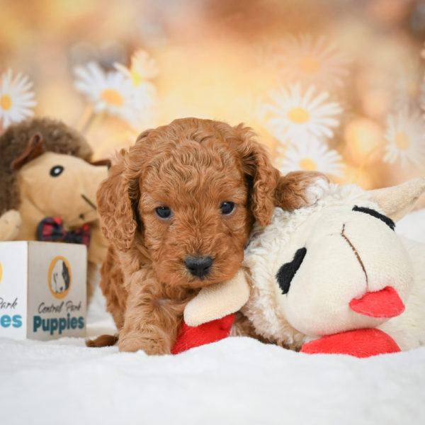 F1b Cavapoo Puppy for Sale