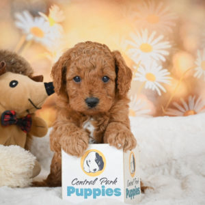 F1b Cavapoo Puppy for Sale