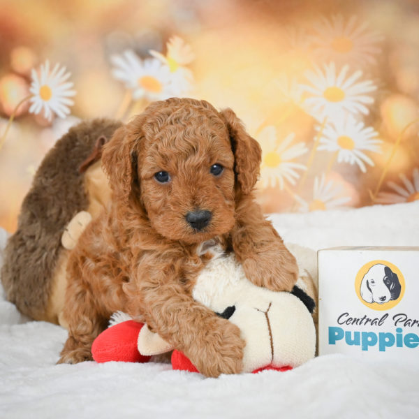 F1b Cavapoo Puppy for Sale