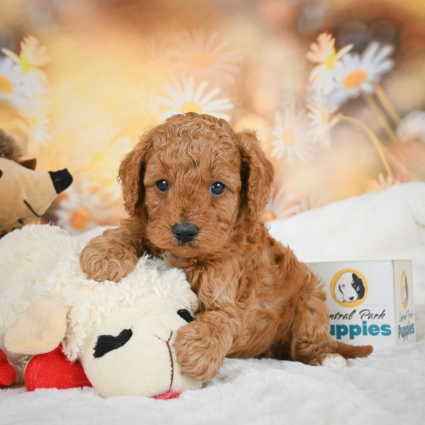 F1b Cavapoo Puppy for Sale