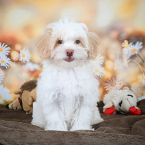 F1 Maltipoo Puppy for Sale